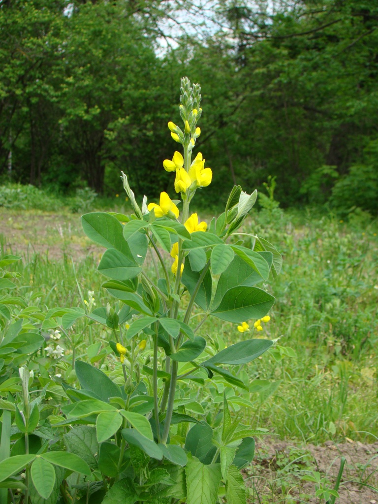 Image of Thermopsis lupinoides specimen.