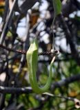 Nepenthes stenophylla. Нераскрывшийся ловчий кувшинчик (длина около 7 см). Малайзия, о-в Калимантан, национальный парк Бако, песчаниковое плато, ≈ 100 м н.у.м., редкостойный пустошный лес \"паданг\". 09.05.2017.