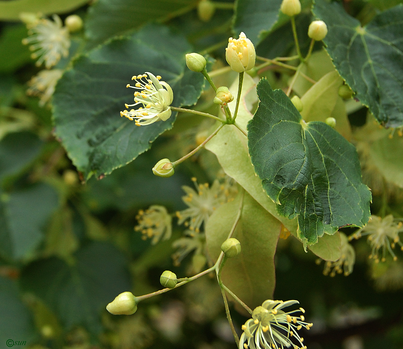 Изображение особи Tilia mandshurica.