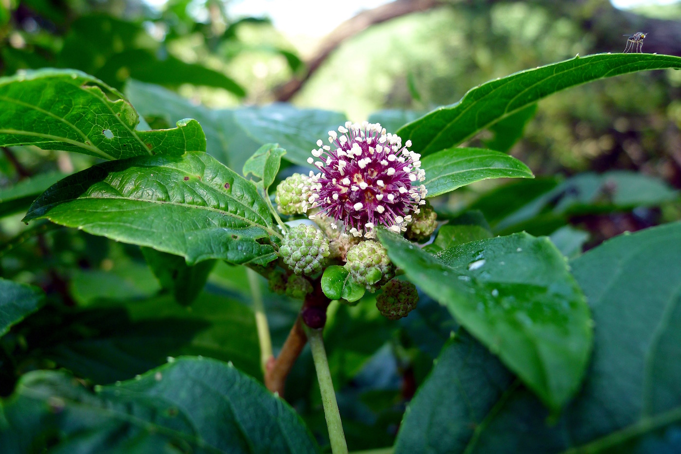 Изображение особи Eleutherococcus sessiliflorus.