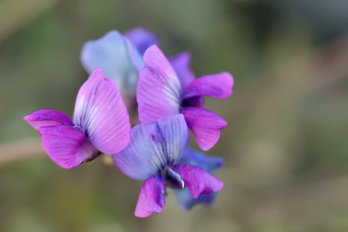 Изображение особи род Oxytropis.