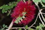 Melaleuca elliptica