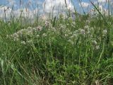 Thymus marschallianus. Цветущие растения. Крым, Симферопольский р-н, окр. с. Живописное, склон реки Чуюнча. 25.05.2018.