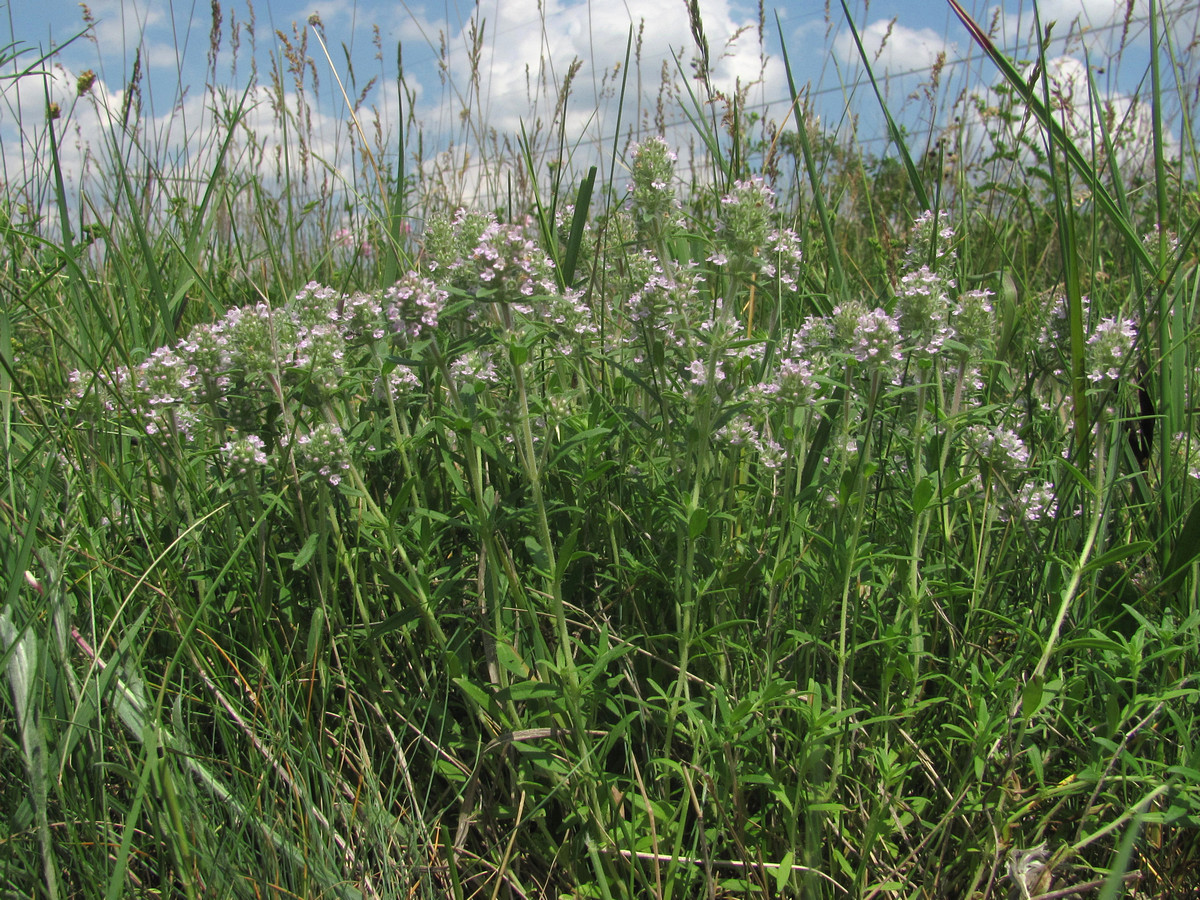 Изображение особи Thymus marschallianus.