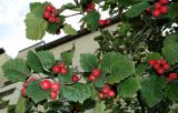 Crataegus crus-galli