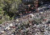 Sedum reflexum