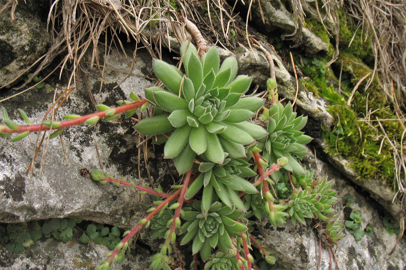 Изображение особи Sempervivum ruthenicum.