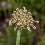 Primula denticulata. Соплодие. Пермь, Ленинский р-н, сквер перед оперным театром, в озеленении. 15 июня 2018 г.