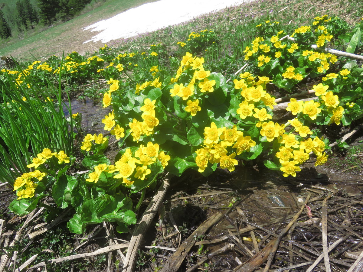 Изображение особи Caltha palustris.