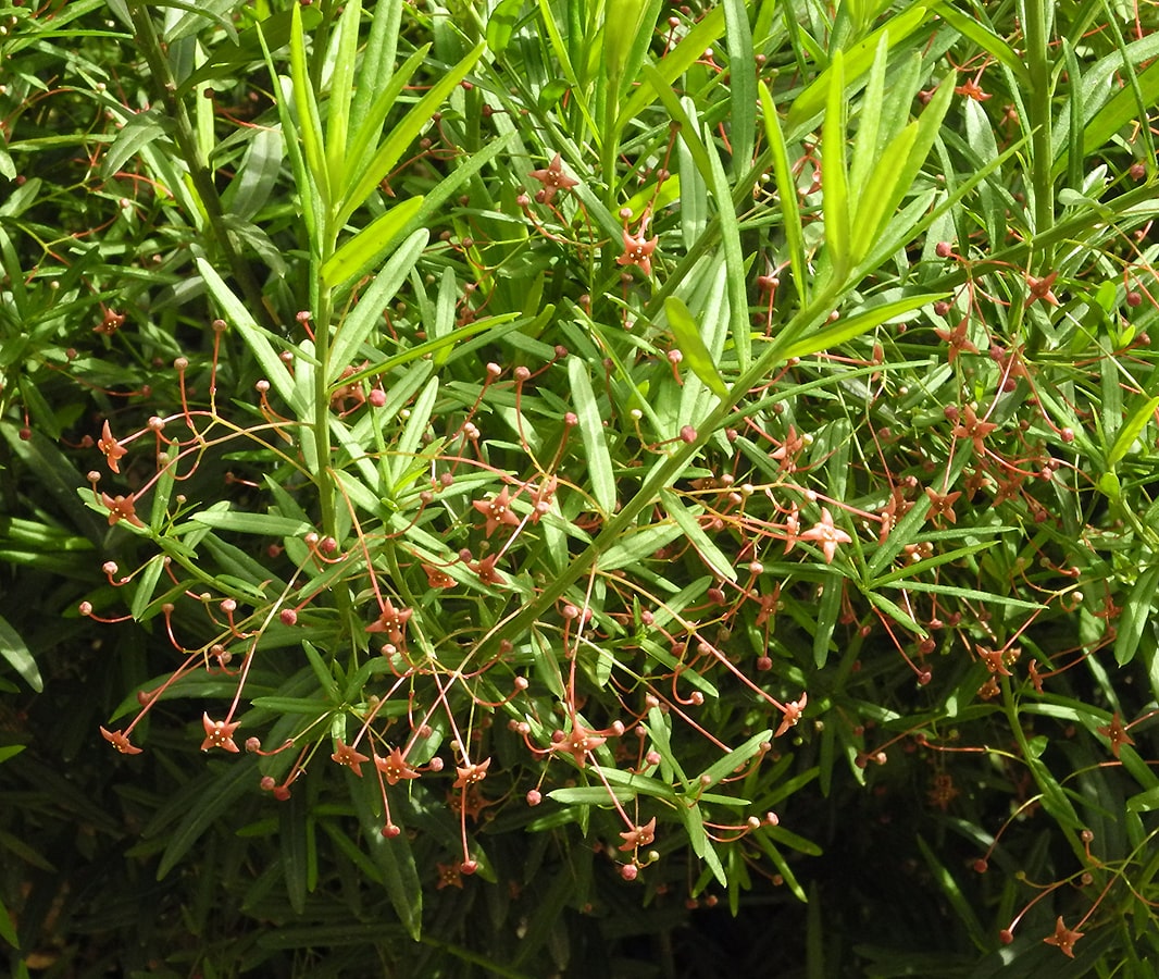 Image of Euonymus nanus specimen.