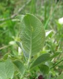 Salix pseudodepressa