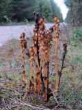 Hypopitys monotropa