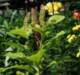 Phytolacca acinosa