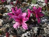 Rhododendron подвид glandulosum