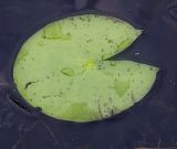 Nymphaea candida