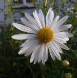 Leucanthemella serotina. Соцветие. Тверская обл., г. Тверь, Заволжский р-н, клумба возле многоэтажки. 20 сентября 2020 г.