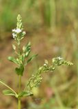 Veronica anagallis-aquatica. Верхушки побегов с соцветиями. Марий Эл, г. Йошкар-Ола, Сосновая роща, песчаный заливаемый участок. 08.08.2022.