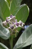 Calotropis gigantea