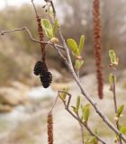 Alnus glutinosa