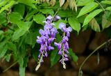 Wisteria sinensis