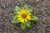 Senecio pseudoarnica