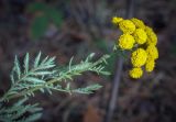 Tanacetum vulgare. Верхушка цветущего растения. Пермский край, г. Пермь, Индустриальный р-н, сосновый бор. 04.08.2023.