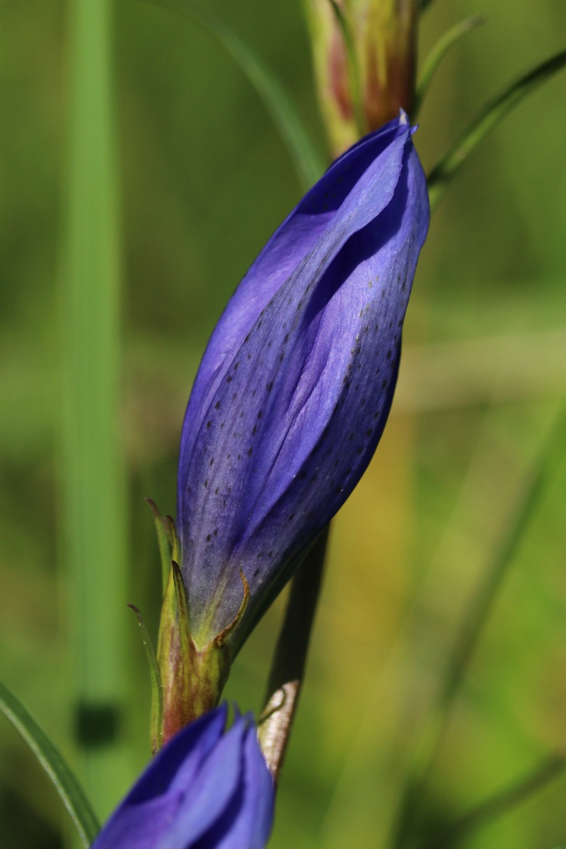 Изображение особи Gentiana pneumonanthe.