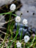 Eriophorum brachyantherum. Верхушки побегов с соплодиями. Красноярский край, Таймырский Долгано-Ненецкий р-н, плато Путорана, водопад Китабо-Орон, затопленный участок каменистого берега реки. 26.07.2023.