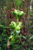 Pedicularis sceptrum-carolinum. Часть побега с незрелыми плодами. Свердловская обл., окр. г. Североуральск, смешанный лес в р-не пос. Третий Северный. 07.08.2017.