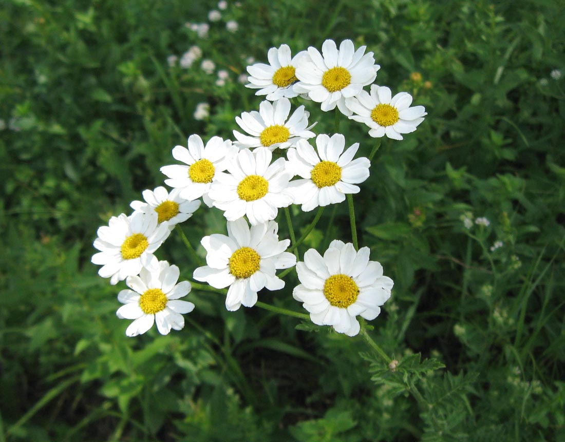 Изображение особи Pyrethrum corymbosum.