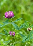 Trifolium medium