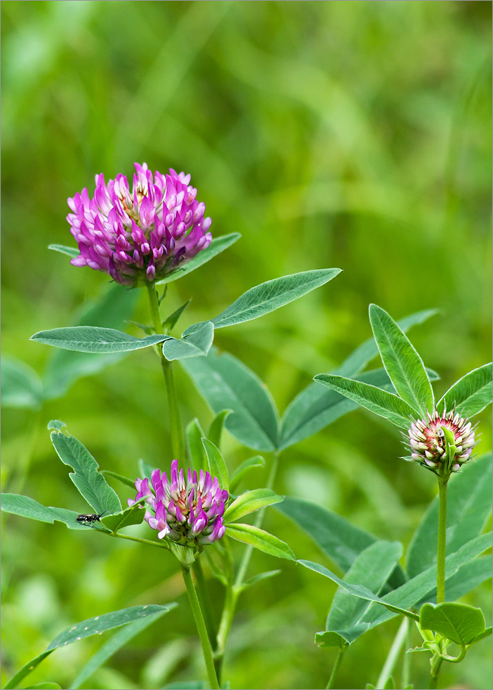 Изображение особи Trifolium medium.