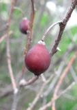 Celtis glabrata. Прошлогодний плод. Крым, Симферополь, Марьино, степной склон. 14 апреля 2013 г.