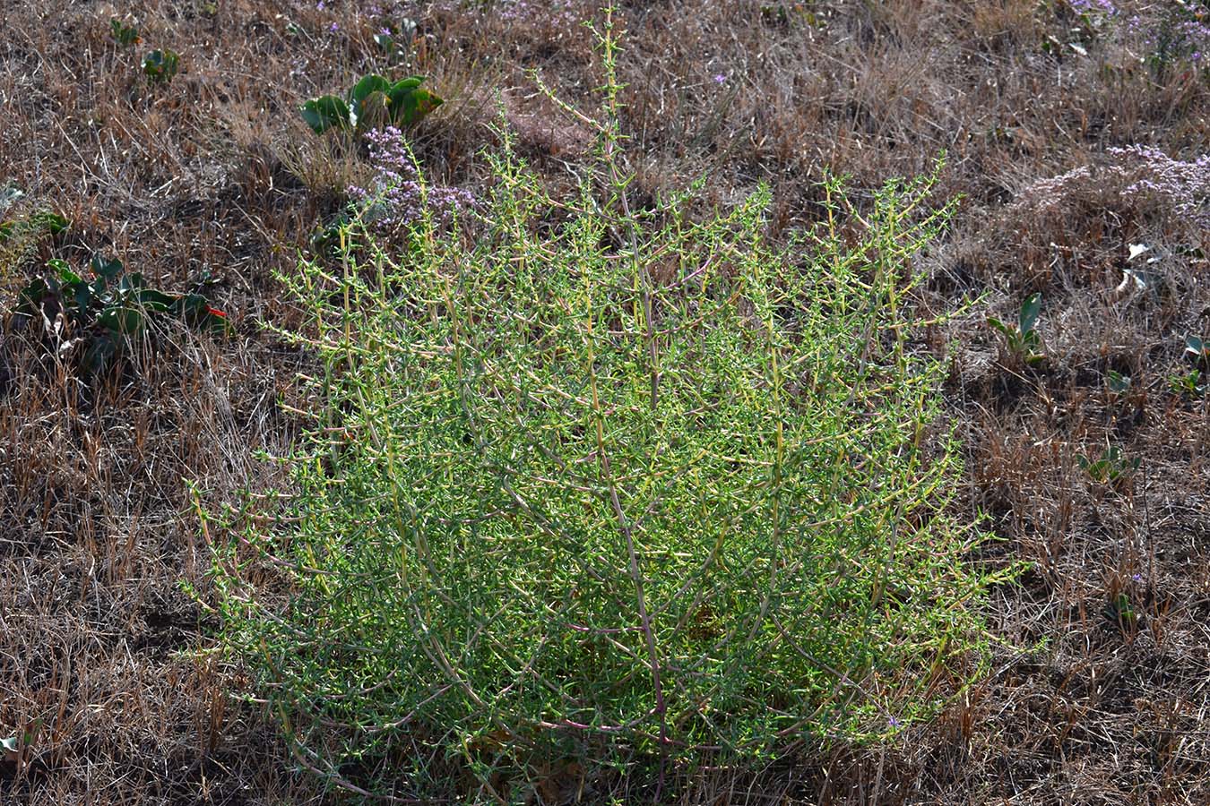 Image of Salsola soda specimen.