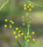 Bupleurum scorzonerifolium