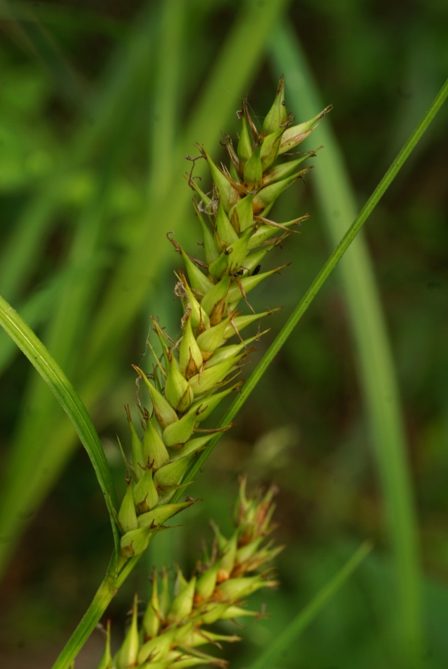 Изображение особи Carex atherodes.