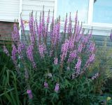 Lythrum salicaria