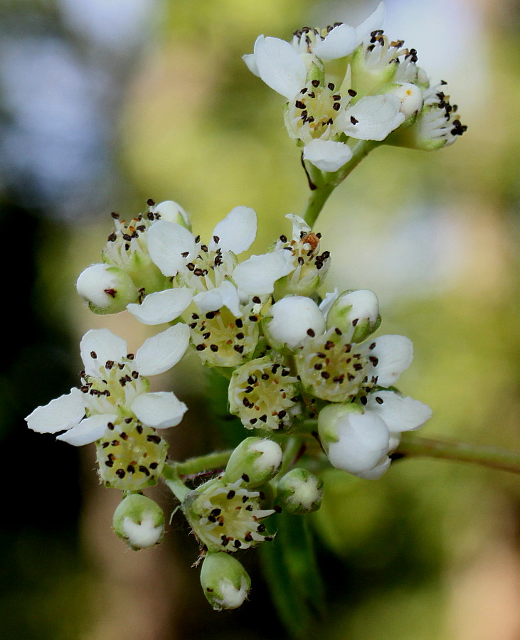 Изображение особи Sorbus koehneana.