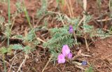 Astragalus angarensis