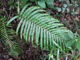 Blechnum finlaysonianum. Вайи. Андаманские острова, остров Хейвлок, опушка влажного тропического леса. 01.01.2015.