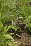 Omalotheca norvegica. Цветущее растение. Берег Рогозера, окрестности Мурманска. Конец августа 2008 г.