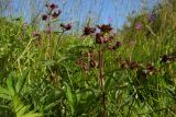 Comarum palustre