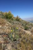 Scorzonera turkestanica. Цветущее растение. Южный Казахстан, горы Алатау (Даубаба), северный гребень вершины 1734, высота ~1500 м н.у.м. 16.07.2014.