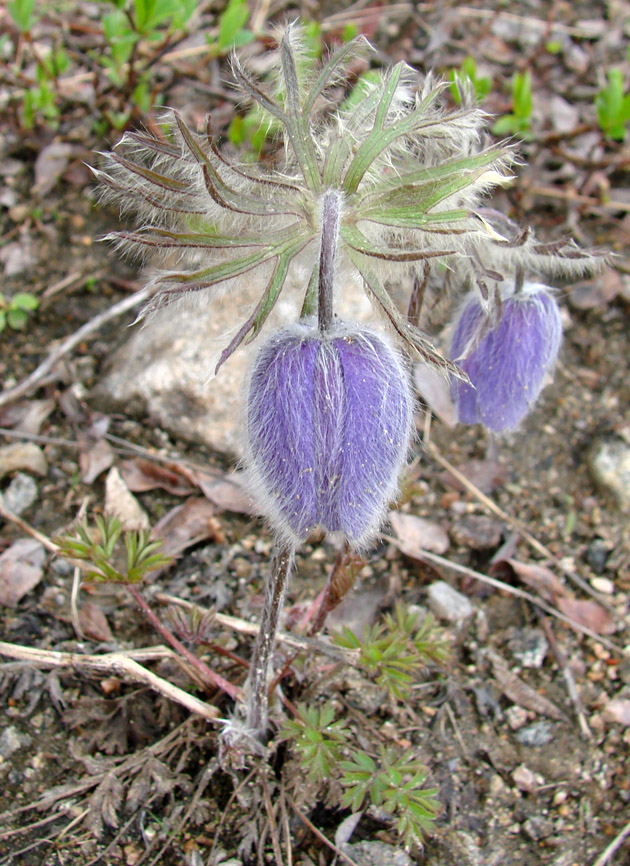 Изображение особи Pulsatilla ajanensis.