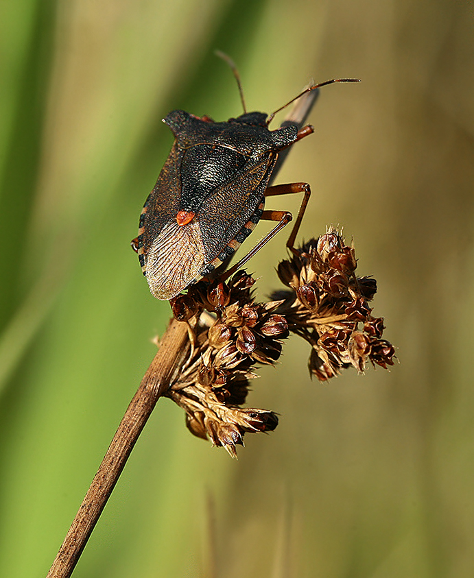 Изображение особи Juncus effusus.