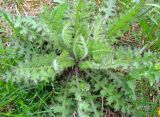 Cirsium palustre