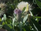 Cirsium setosum