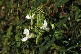 Impatiens glandulifera. Верхушка побега с цветками и плодами (белоцветковая безантоциановая форма). Финляндия, Хельсинки, Mustapuronpuisto, обочина пешеходной дорожки. 8 сентября 2016 г.