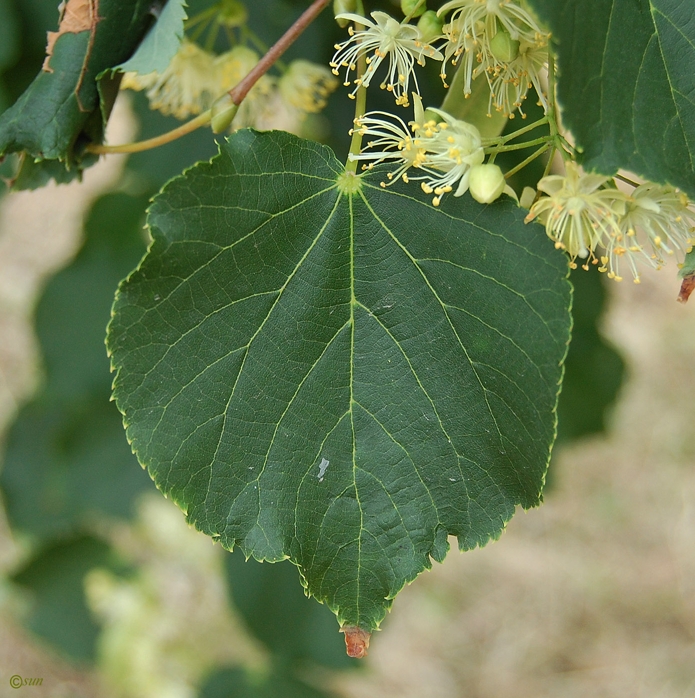 Изображение особи Tilia mandshurica.