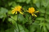 Crepis paludosa